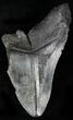 Partial Megalodon Tooth - Giant Tooth! #22585-1